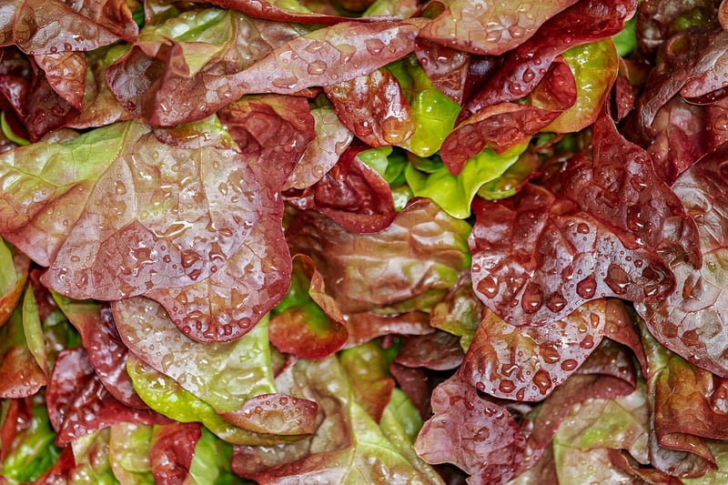 Forest-Inspired Salad
