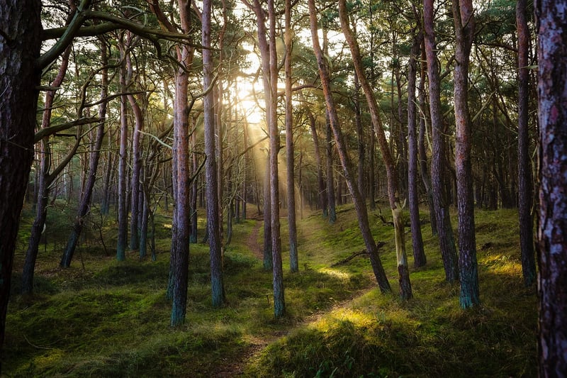 Sherwood Forest
